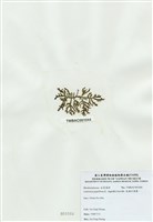 藏品(乳頭軟骨凹頂藻)的圖片